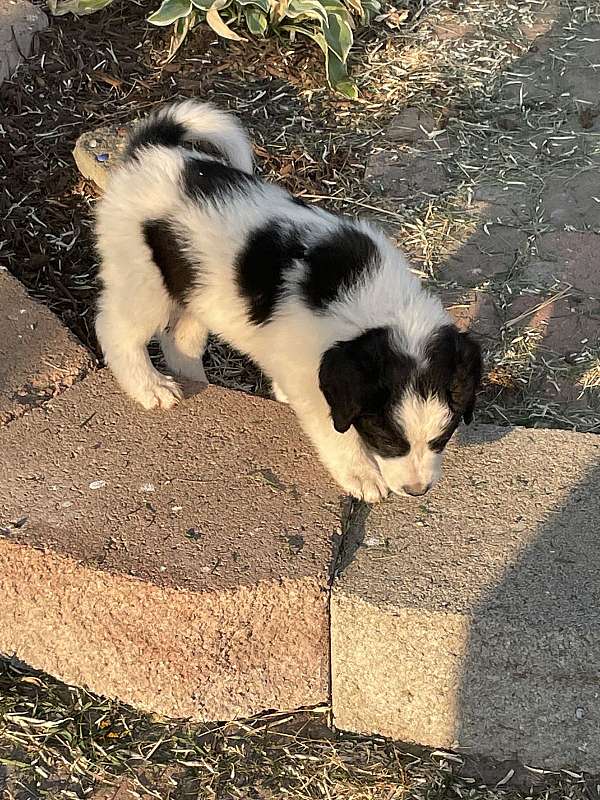 black-silver-large-saint-berdoodle