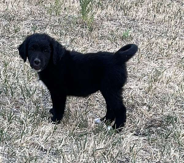 large-black-silver-saint-berdoodle