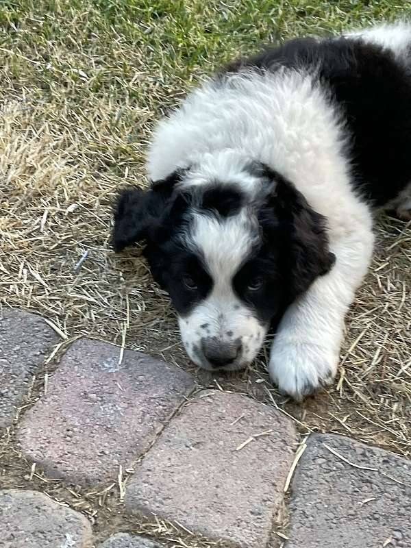 large-black-silver-puppy