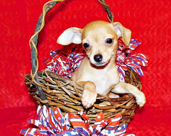 chihuahua-puppy-for-sale