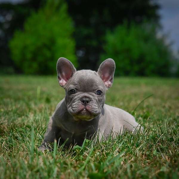 female-french-bulldog