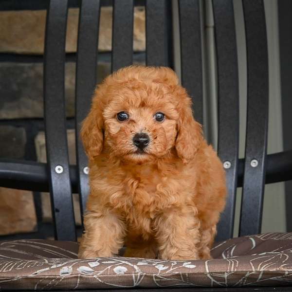 male-miniature-poodle-puppy