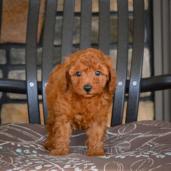 male-miniature-poodle-puppy