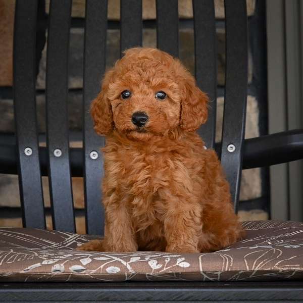 male-miniature-poodle-puppy