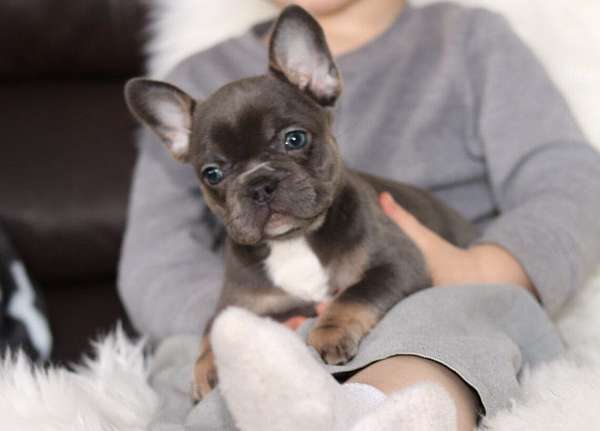 male-french-bulldog