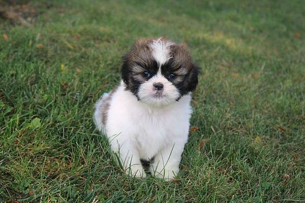 male-shih-tzu-puppy