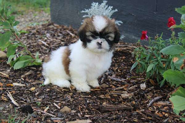 female-shih-tzu-puppy