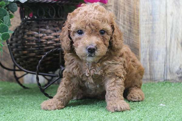 male-toy-poodle-puppy