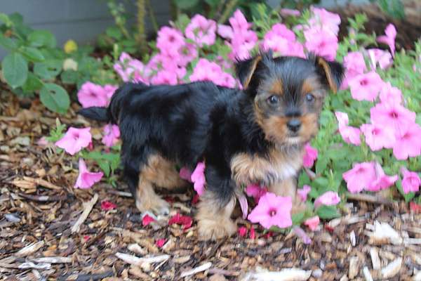 male-yorkshire-terrier-puppy