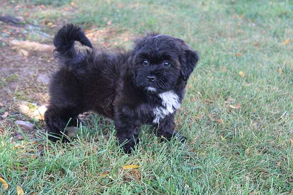 male-shih-poo-puppy