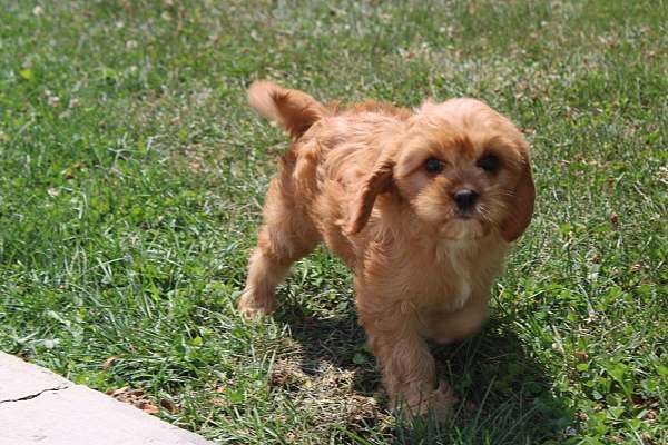 female-cavapoo-puppy