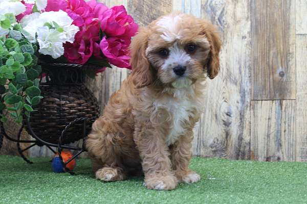 male-cavapoo-puppy