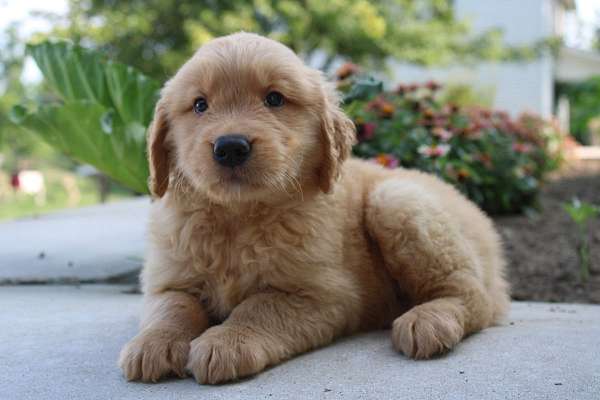 male-golden-retriever-puppy