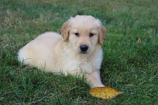 male-golden-retriever-puppy