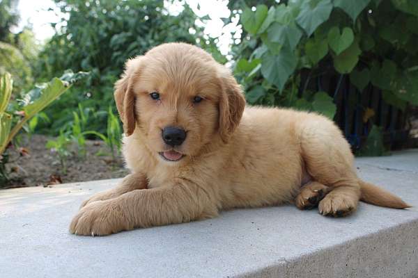 male-golden-retriever-puppy