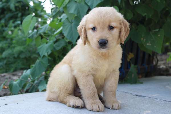 female-golden-retriever-puppy