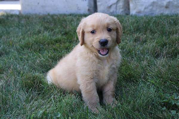 female-golden-retriever-puppy