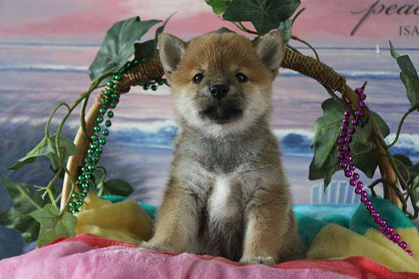 male-shiba-inu-puppy