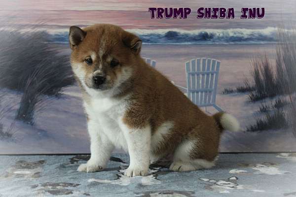 male-shiba-inu-puppy