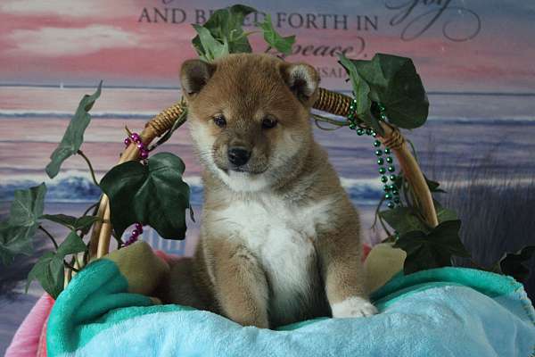 female-shiba-inu-puppy