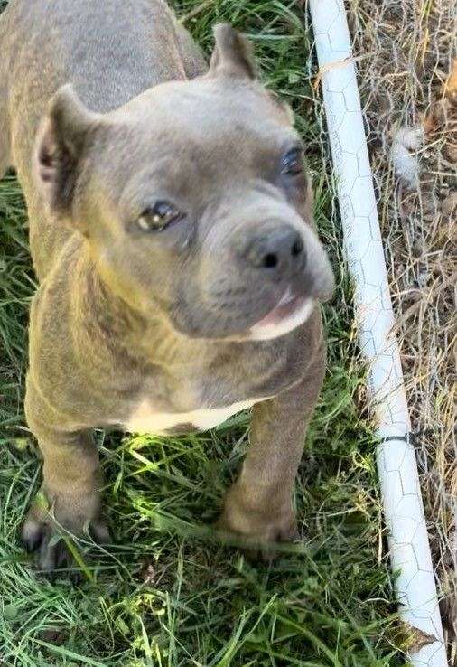 female-american-bully-dog