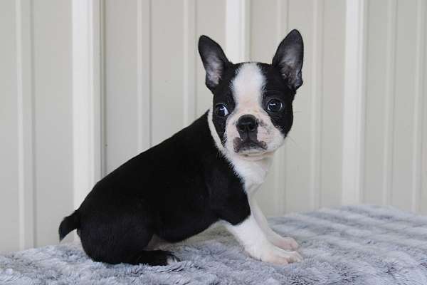 male-boston-terrier-puppy