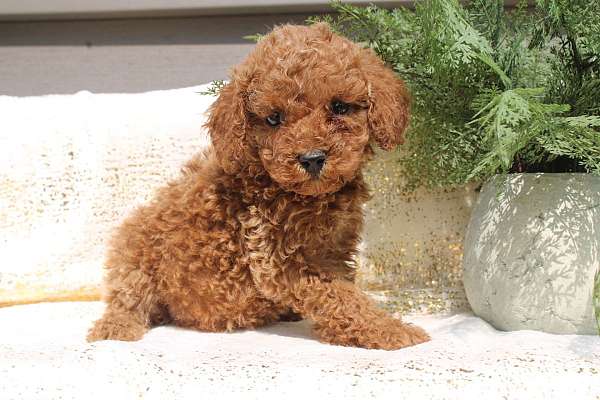 female-miniature-poodle-puppy