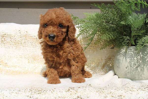 female-miniature-poodle-puppy