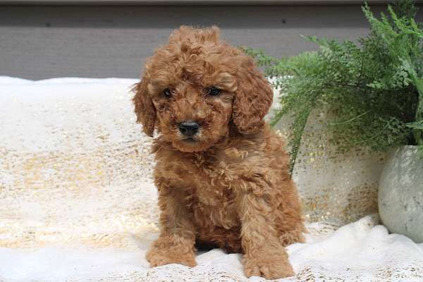 female-miniature-poodle-puppy