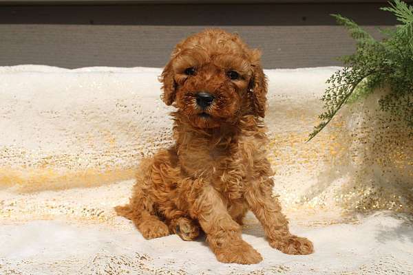 male-miniature-poodle-puppy