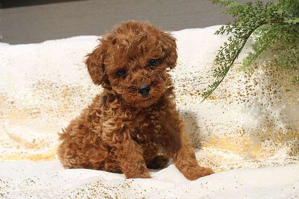 male-miniature-poodle-puppy