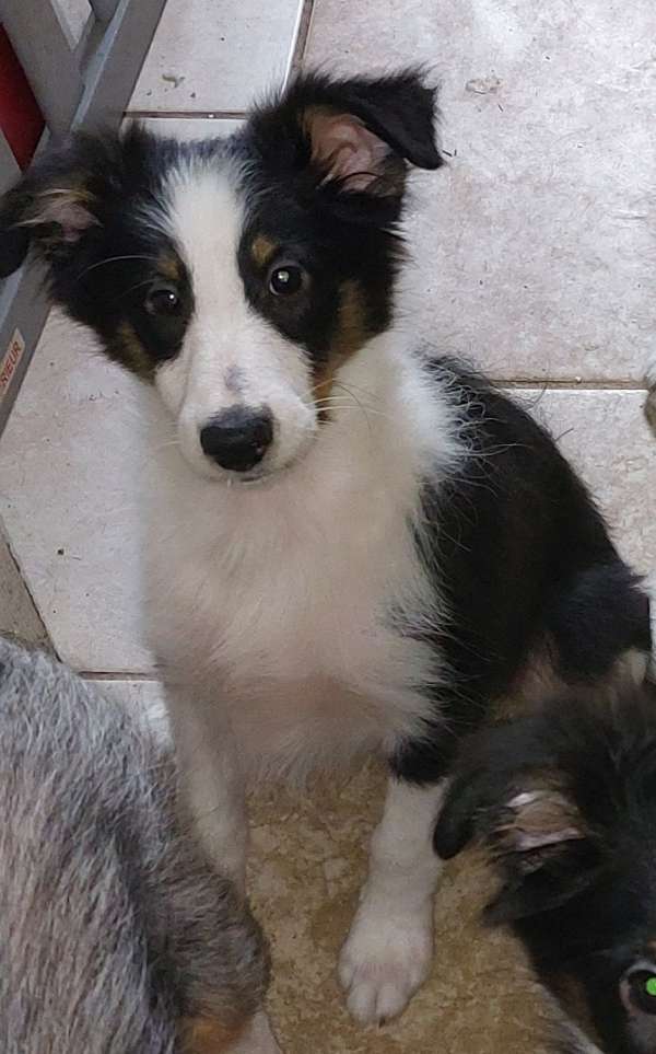 mixed-shetland-sheepdog