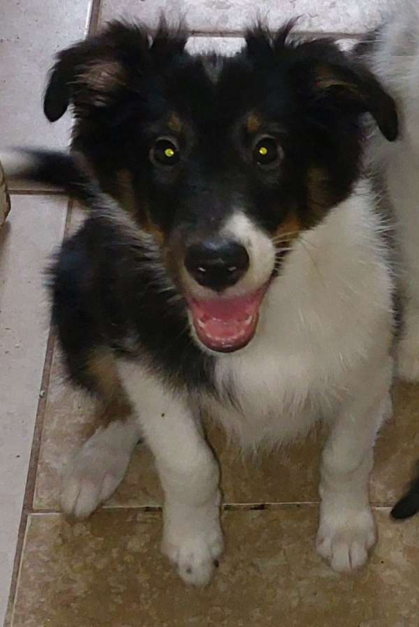 black-cream-female-shetland-sheepdog