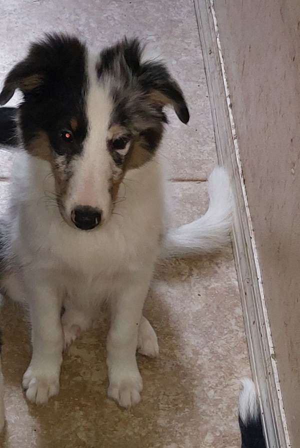 blue-merle-shetland-sheepdog