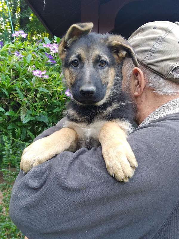 short-haired-german-shepherd