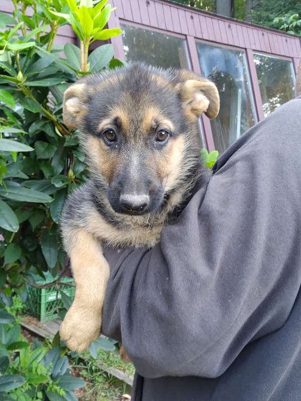 black-tan-german-shepherd