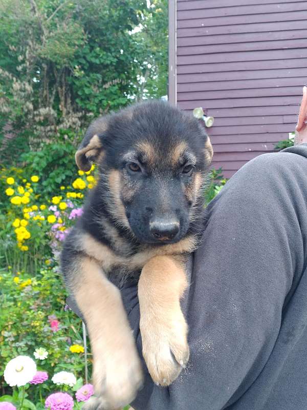 black-tan-short-haired-dog