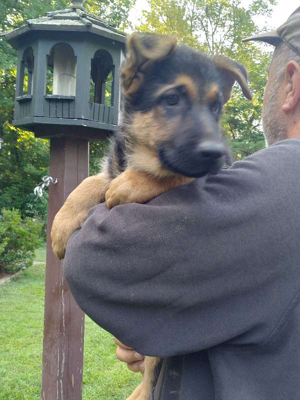 black-tan-short-haired-german-shepherd