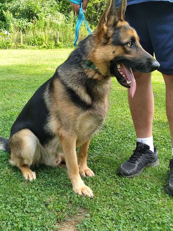 female-black-tan-short-haired-german-shepherd