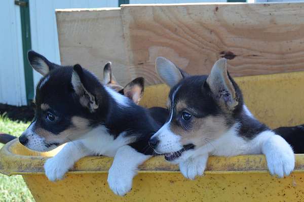 male-black-tan-long-haired-pembroke-welsh-corgi