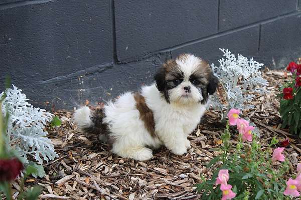 male-shih-tzu-puppy