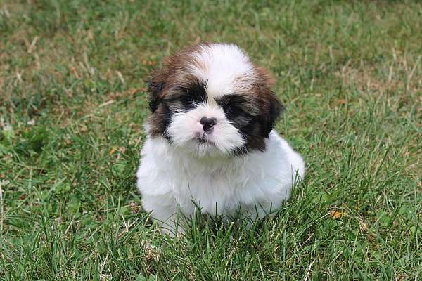 male-shih-tzu-puppy