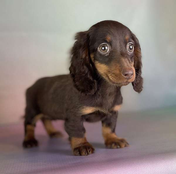 female-dachshund-puppy