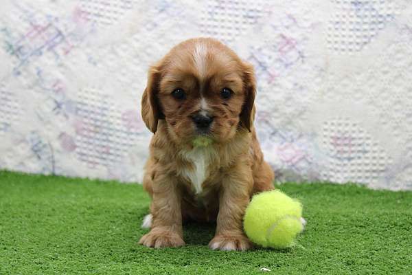 female-cavalier-king-charles-spaniel-puppy