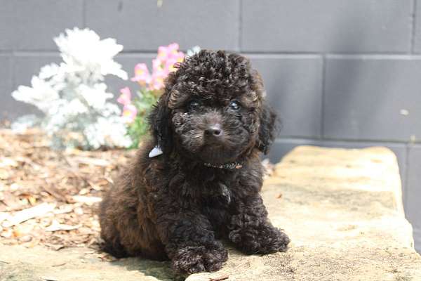 male-toy-poodle-puppy