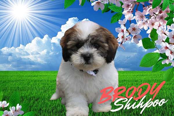 male-shih-poo-puppy