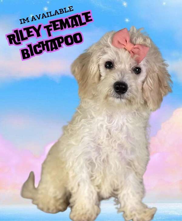 female-bich-poo-puppy