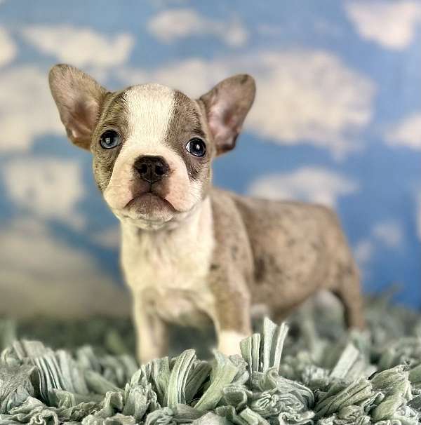 male-french-bulldog