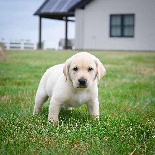 male-labrador-retriever-puppy