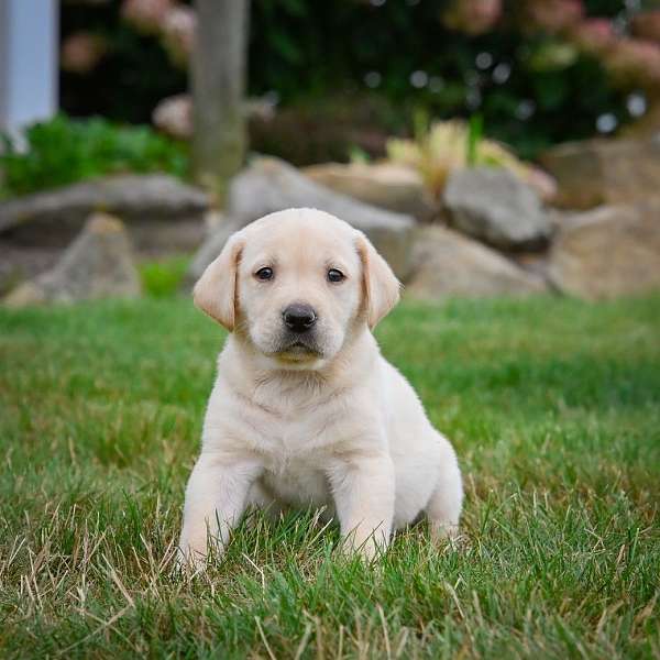 male-labrador-retriever-puppy